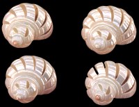 Multi-Cut Silver Turbo