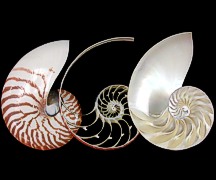 3 Section Nautilus set