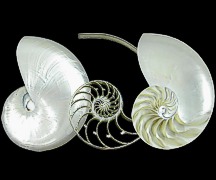 3 Section Pearl Nautilus set