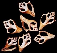 Center Cut Vole Shell