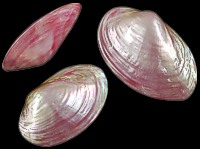 Dyed Clam Pairs (Asst Colors)