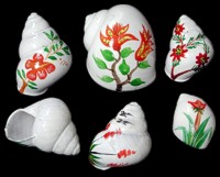 Flower Shells