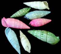 Asst Color Cerithium