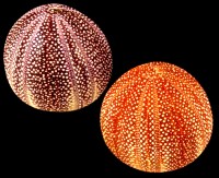English Channel Sea Urchin