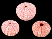 Sea Urchins