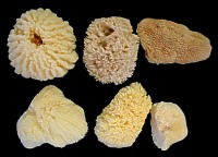 6Pc Select Sponge Mix