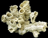 Natural Tube Sponges