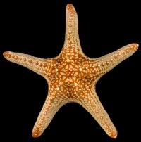 Giant Jungle Starfish