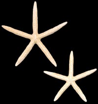 White Starfish