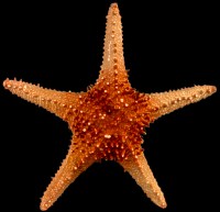 Giant Horned Starfish