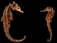 Sea Horse
