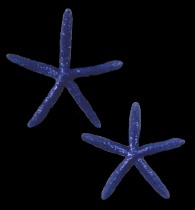 Blue Starfish