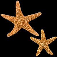 Sugar Starfish