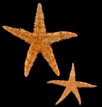 Tan Starfish