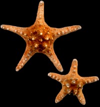 Knobby Starfish