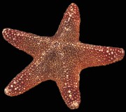 Jungle Starfish