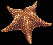 Bahama Starfish